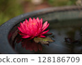 Water lily 128186709