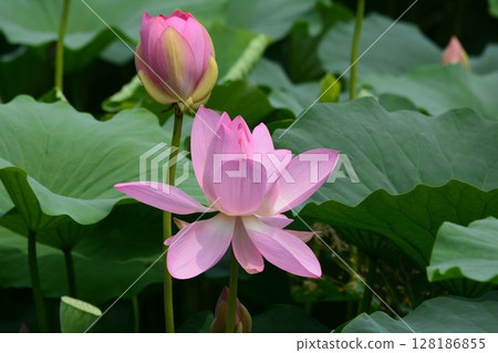 開花的蓮花 開花的蓮花 128186855