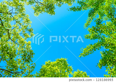 Beautiful blue sky and fresh green background material Fresh green frame Frame Background image Background Morning color 128186993