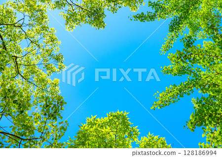 Beautiful blue sky and fresh green background material Fresh green frame Frame Background image Background Day color 128186994
