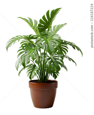 Monstera Plant in a Pot Minimalist 3D Rendering in a Soft And Smooth Renderer Monstera Plant in a Pot Minimalist 3D Rendering in a Soft And Smooth Renderer 128187224