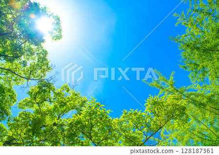 美麗的藍天和清新的綠色背景素材。陽光透過樹木的縫隙灑落。背景圖片。清晨的色彩。 128187361