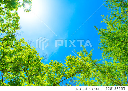 Beautiful blue sky and fresh green background material. Rays of sunlight filtering through the trees. Background image. Morning color. Beautiful blue sky and fresh green background material. Rays of sunlight filtering through the trees. Background image. Morning color. 128187365