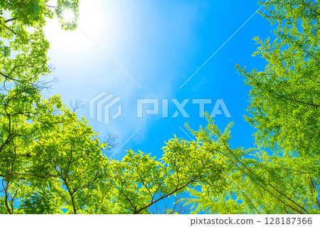 美麗的藍天和清新的綠色背景素材。陽光透過樹木灑落。背景圖像。白天的色彩。 美麗的藍天和清新的綠色背景素材。陽光透過樹木灑落。背景圖像。白天的色彩。 128187366