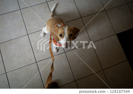 坐著的小獵犬 128187594