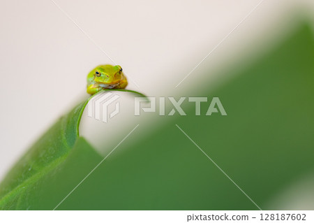 A green amphibian, a tree frog, sitting on a leaf 128187602