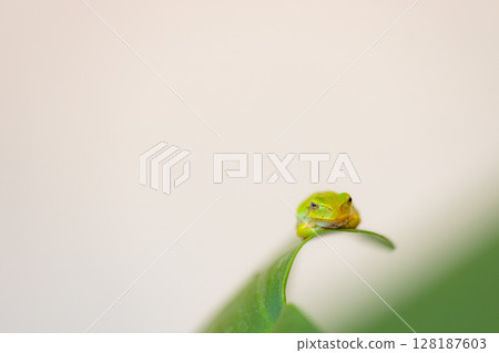 一隻綠色的兩棲動物,一隻樹蛙,坐在一片葉子上 一隻綠色的兩棲動物,一隻樹蛙,坐在一片葉子上 128187603