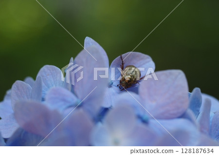 聖甲蟲和繡球花 聖甲蟲和繡球花 128187634