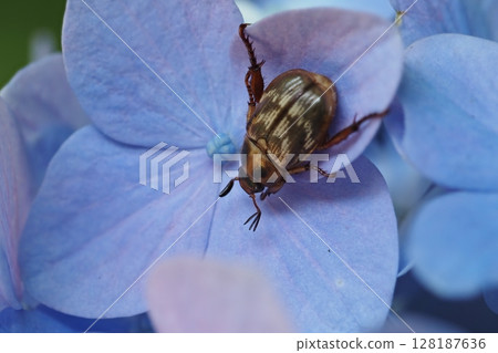 A scarab beetle and hydrangea flowers A scarab beetle and hydrangea flowers 128187636