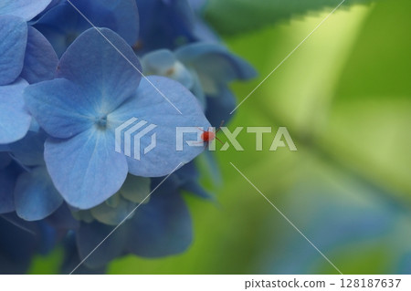 紅色的 Takara 蟎和繡球花 128187637