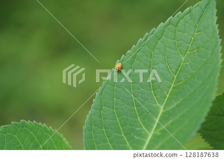 Hydrangea leaves and small insects 128187638