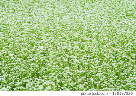 Autumn on the plateau where buckwheat flowers are in full bloom: Hiruzen Plateau, Maniwa City, Okayama Prefecture 128187829