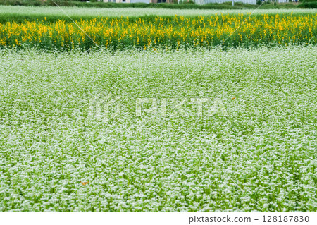 Autumn on the plateau where buckwheat flowers are in full bloom: Hiruzen Plateau, Maniwa City, Okayama Prefecture Autumn on the plateau where buckwheat flowers are in full bloom: Hiruzen Plateau, Maniwa City, Okayama Prefecture 128187830