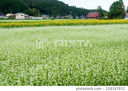 Autumn on the plateau where buckwheat flowers are in full bloom: Hiruzen Plateau, Maniwa City, Okayama Prefecture Autumn on the plateau where buckwheat flowers are in full bloom: Hiruzen Plateau, Maniwa City, Okayama Prefecture 128187831