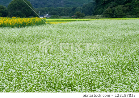 Autumn on the plateau where buckwheat flowers are in full bloom: Hiruzen Plateau, Maniwa City, Okayama Prefecture Autumn on the plateau where buckwheat flowers are in full bloom: Hiruzen Plateau, Maniwa City, Okayama Prefecture 128187832