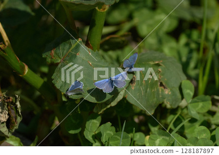 Vladoid Midorishigimi 128187897