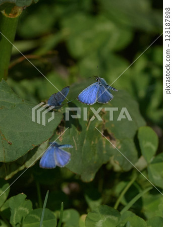 Vladoid Midorishigimi 128187898