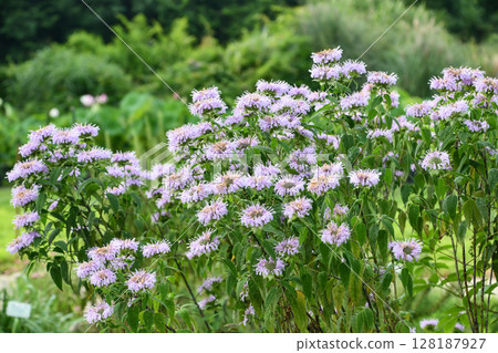 Rose-Scented Monarda 128187927
