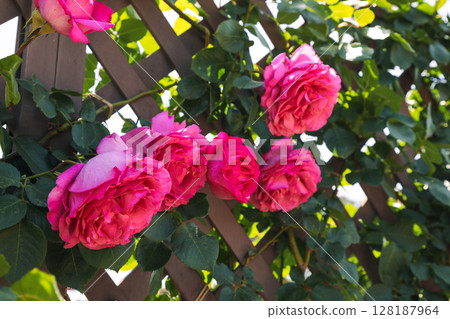 盛開的深粉紅玫瑰 128187964
