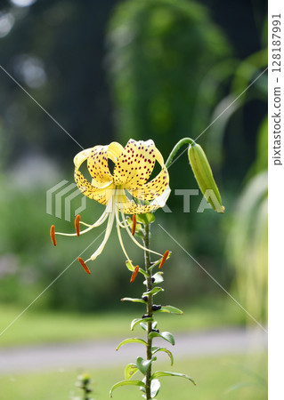 金虎百合 金虎百合 128187991