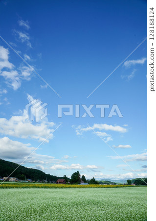Autumn on the plateau with blue skies and buckwheat flowers in full bloom: Hiruzen Plateau, Maniwa City, Okayama Prefecture 128188124