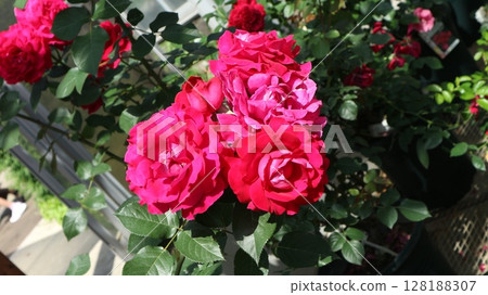 中型玫瑰簇生,深粉紅色,葉片有光澤 中型玫瑰簇生,深粉紅色,葉片有光澤 128188307