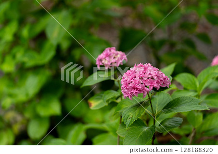 初夏繡球花,阿爾托納 初夏繡球花,阿爾托納 128188320