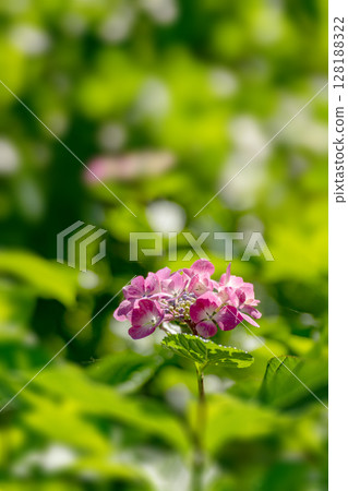 初夏繡球花、風車 128188322