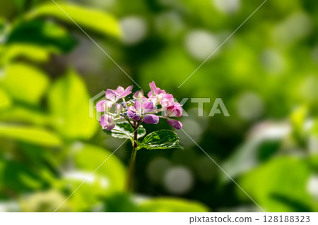 初夏繡球花、風車 128188323
