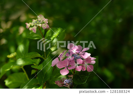 初夏繡球花、風車 128188324