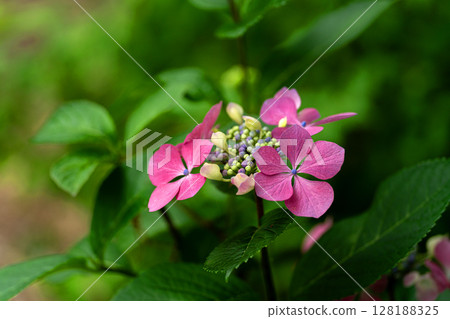初夏繡球花、風車 128188325