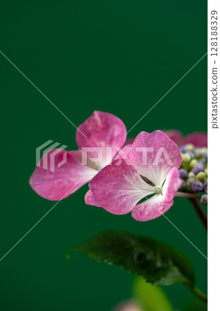 Early summer hydrangea, windmill 128188329