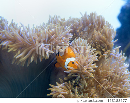 小丑anemonefish和海葵 128188377