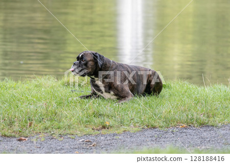 beautiful 3 years old purebred golden brown german boxer dog puppy jumping playing outdoor shooting beautiful 3 years old purebred golden brown german boxer dog puppy jumping playing outdoor shooting 128188416
