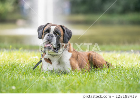 beautiful 3 years old purebred golden brown german boxer dog puppy jumping playing outdoor shooting beautiful 3 years old purebred golden brown german boxer dog puppy jumping playing outdoor shooting 128188419