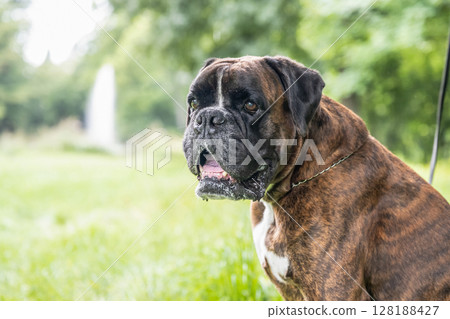 beautiful 3 years old purebred golden brown german boxer dog puppy jumping playing outdoor shooting beautiful 3 years old purebred golden brown german boxer dog puppy jumping playing outdoor shooting 128188427