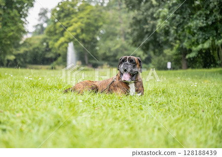 beautiful 3 years old purebred golden brown german boxer dog puppy jumping playing outdoor shooting 128188439