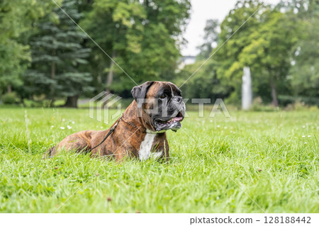 beautiful 3 years old purebred golden brown german boxer dog puppy jumping playing outdoor shooting 128188442