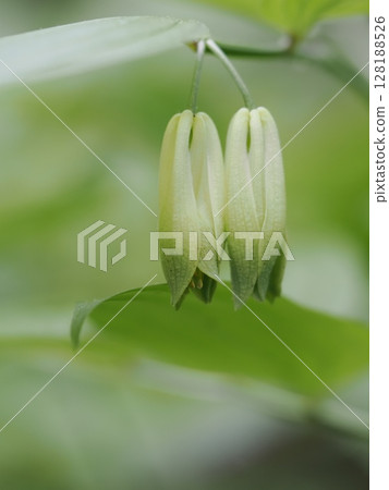 花 花 128188526