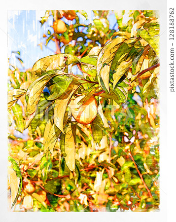 Illustration Persimmon Shibutani Autumn taste Japanese persimmon Domestic Fresh Refreshing Harvest Farmer Handmade Countryside Illustration Persimmon Shibutani Autumn taste Japanese persimmon Domestic Fresh Refreshing Harvest Farmer Handmade Countryside 128188762