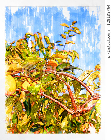 Illustration Persimmon Shibutani Autumn taste Japanese persimmon Domestic Fresh Refreshing Harvest Farmer Handmade Countryside Illustration Persimmon Shibutani Autumn taste Japanese persimmon Domestic Fresh Refreshing Harvest Farmer Handmade Countryside 128188764