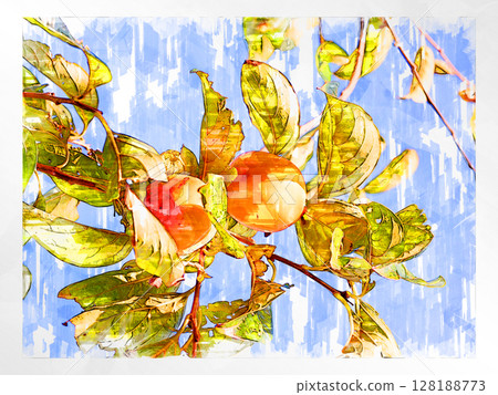 Illustration Persimmon Shibutani Autumn taste Japanese persimmon Domestic Fresh Refreshing Harvest Farmer Handmade Countryside 128188773