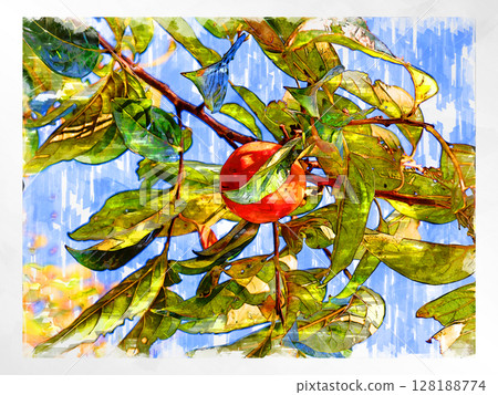 Illustration Persimmon Shibutani Autumn taste Japanese persimmon Domestic Fresh Refreshing Harvest Farmer Handmade Countryside 128188774