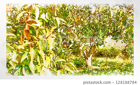 Illustration Persimmon Shibutani Autumn taste Japanese persimmon Domestic Fresh Refreshing Harvest Farmer Handmade Countryside Illustration Persimmon Shibutani Autumn taste Japanese persimmon Domestic Fresh Refreshing Harvest Farmer Handmade Countryside 128188784