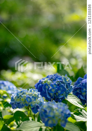 Early summer hydrangea, Kardengenart 128188886