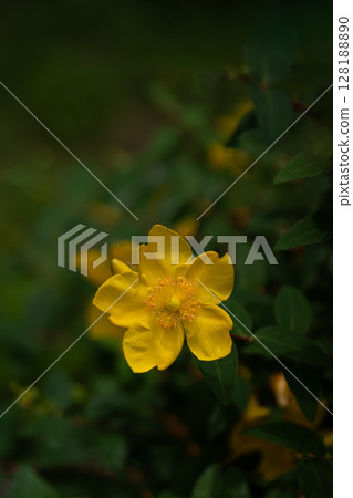 Petals of kinshibai and copy space 128188890