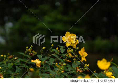 Petals of kinshibai and copy space Petals of kinshibai and copy space 128188891
