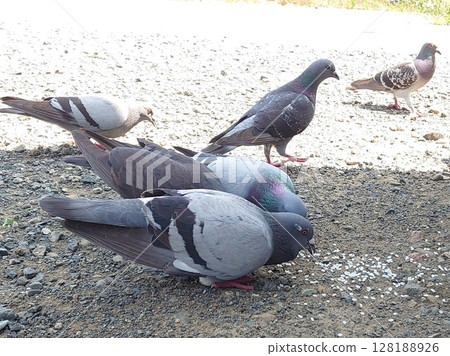 鴿子啄食米粒的側面圖 128188926