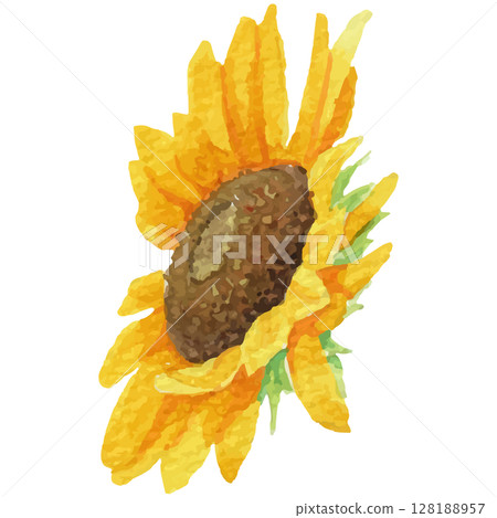 Sunflower head illustration drawn with transparent watercolor (vector material) 2 128188957