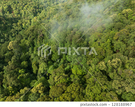 Tropical forests can absorb large amounts of carbon dioxide from the atmosphere. 128188967
